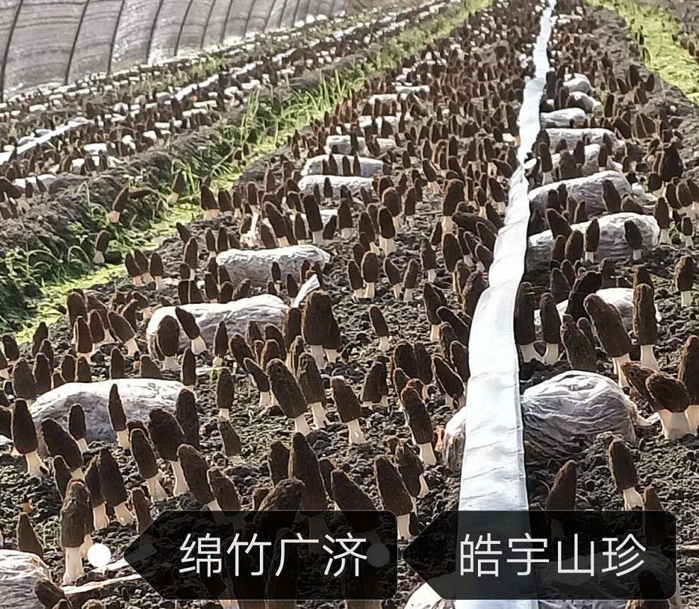 &#26131;&#28216;&#40;&#20013;&#22269;&#41;&#121;&#105;&#121;&#111;&#117;