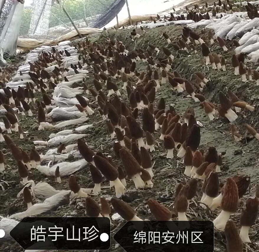 &#26131;&#28216;&#40;&#20013;&#22269;&#41;&#121;&#105;&#121;&#111;&#117;