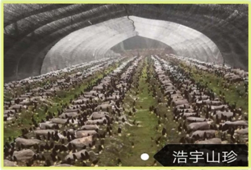 &#26131;&#28216;&#40;&#20013;&#22269;&#41;&#121;&#105;&#121;&#111;&#117;
