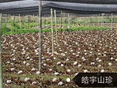&#26131;&#28216;&#40;&#20013;&#22269;&#41;&#121;&#105;&#121;&#111;&#117;