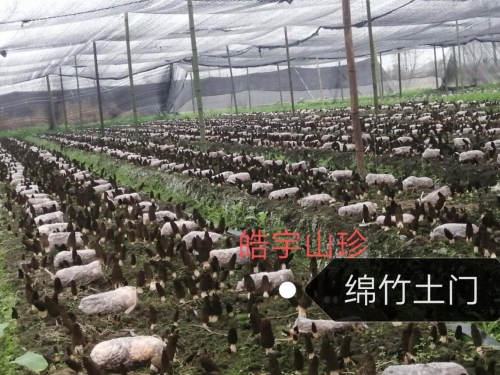 &#26131;&#28216;&#40;&#20013;&#22269;&#41;&#121;&#105;&#121;&#111;&#117;