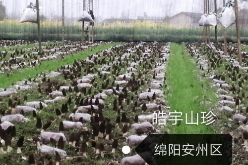 &#26131;&#28216;&#40;&#20013;&#22269;&#41;&#121;&#105;&#121;&#111;&#117;