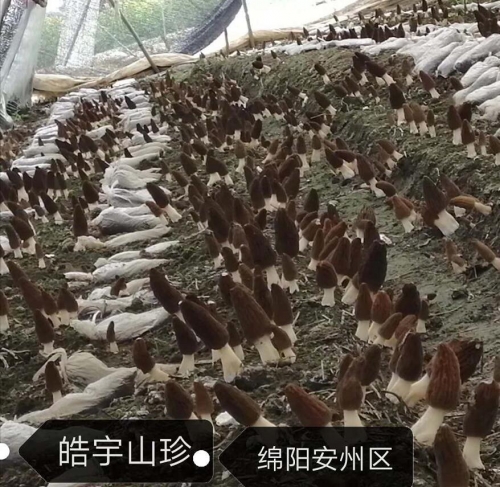 &#26131;&#28216;&#40;&#20013;&#22269;&#41;&#121;&#105;&#121;&#111;&#117;
