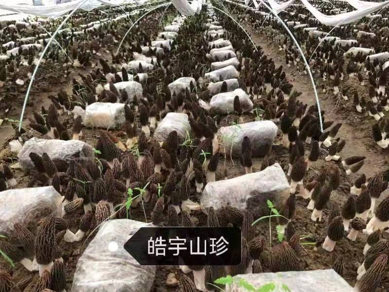 &#26131;&#28216;&#40;&#20013;&#22269;&#41;&#121;&#105;&#121;&#111;&#117;