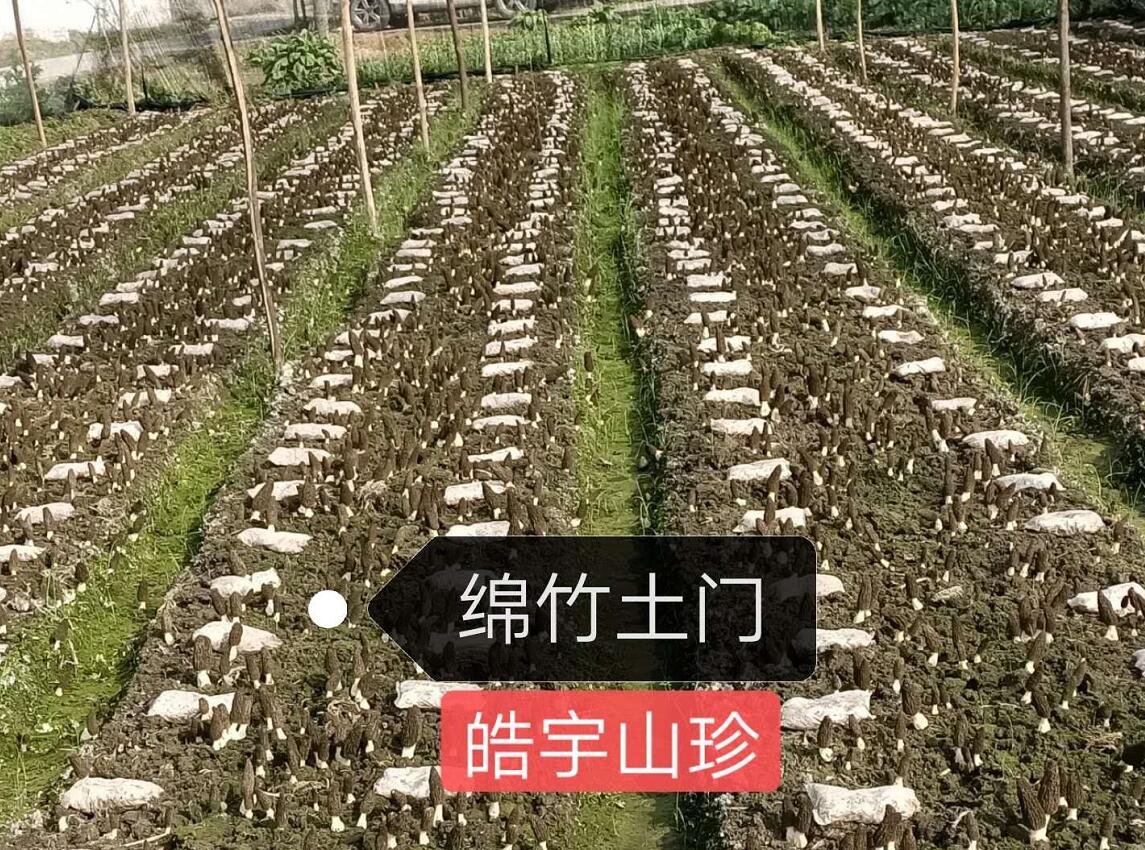 &#26131;&#28216;&#40;&#20013;&#22269;&#41;&#121;&#105;&#121;&#111;&#117;