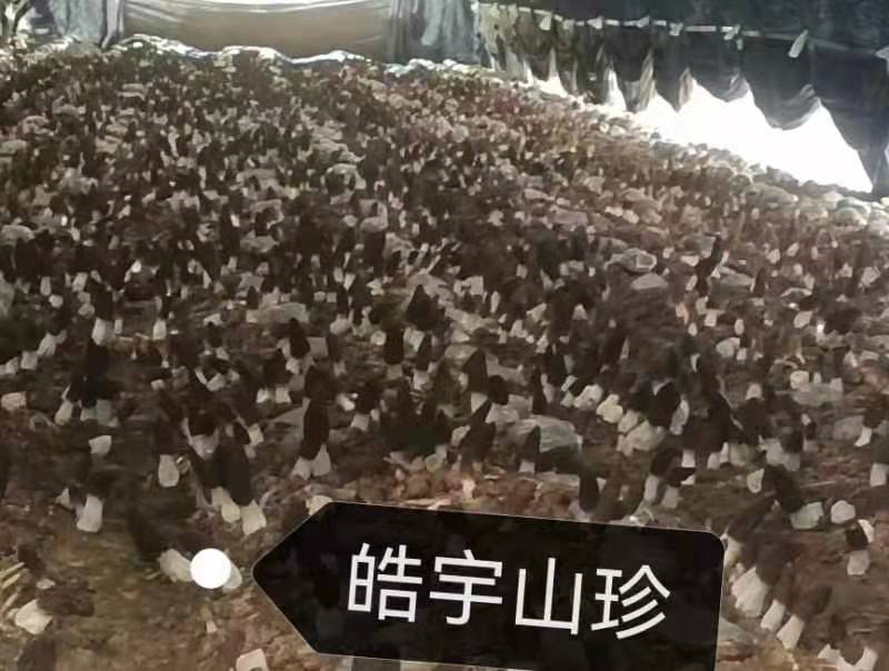 &#26131;&#28216;&#40;&#20013;&#22269;&#41;&#121;&#105;&#121;&#111;&#117;